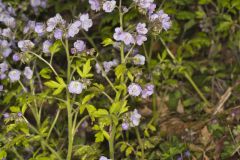 Fernleaf Phacelia, Phacelia bipinnatifida