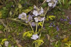 Fernleaf Phacelia, Phacelia bipinnatifida