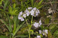 Fernleaf Phacelia, Phacelia bipinnatifida