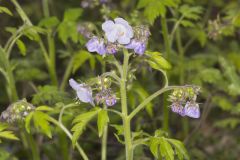 Fernleaf Phacelia, Phacelia bipinnatifida