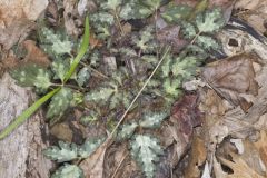 Fernleaf Phacelia, Phacelia bipinnatifida