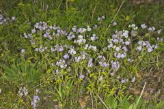 Fernleaf Phacelia, Phacelia bipinnatifida