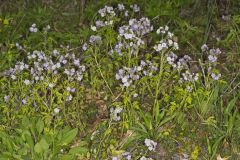 Fernleaf Phacelia, Phacelia bipinnatifida