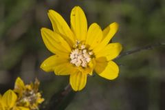 Fewleaf Sunflower, Helianthus occidentalis