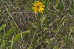 Fewleaf Sunflower, Helianthus occidentalis