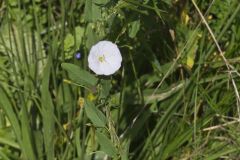 Field bindweed, Convolvulus arvensis