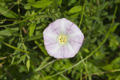 Field bindweed, Convolvulus arvensis