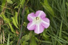 Field bindweed, Convolvulus arvensis