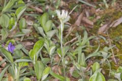 Field Pussytoes, Antennaria neglecta