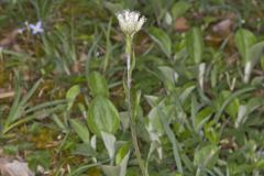 Field Pussytoes, Antennaria neglecta