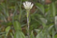 Field Pussytoes, Antennaria neglecta