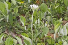 Field Pussytoes, Antennaria neglecta