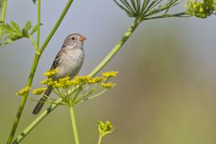 Field Sparrow, Spizella pusilla