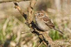 Field Sparrow, Spizella pusilla