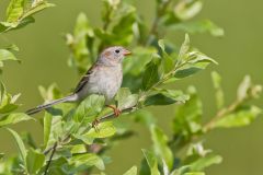 Field Sparrow, Spizella pusilla