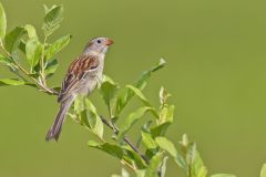 Field Sparrow, Spizella pusilla
