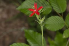 Fire pink, Silene virginica