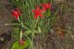 Fire pink, Silene virginica