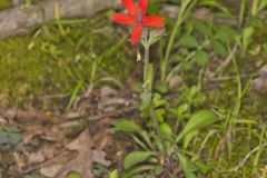 Fire pink, Silene virginica