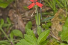 Fire pink, Silene virginica