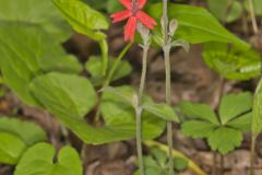 Fire pink, Silene virginica