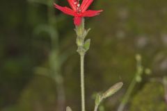 Fire pink, Silene virginica