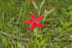 Fire pink, Silene virginica