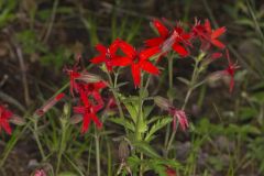 Fire pink, Silene virginica