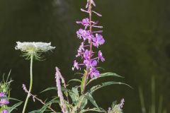 Fireweed, Chamaenerion angustifolium