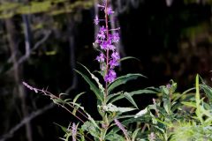 Fireweed, Chamaenerion angustifolium