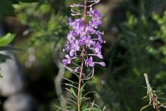 Fireweed, Chamaenerion angustifolium