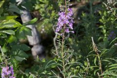 Fireweed, Chamaenerion angustifolium