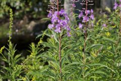 Fireweed, Chamaenerion angustifolium