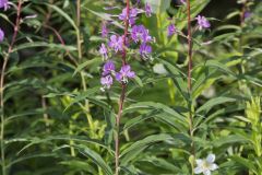 Fireweed, Chamaenerion angustifolium