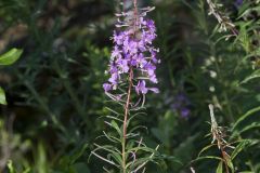 Fireweed, Chamaenerion angustifolium