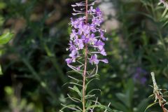 Fireweed, Chamaenerion angustifolium