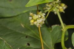 Fiveangled Dodder, Cuscuta pentagona