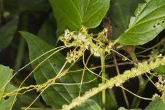 Fiveangled Dodder, Cuscuta pentagona