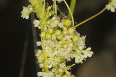 Fiveangled Dodder, Cuscuta pentagona