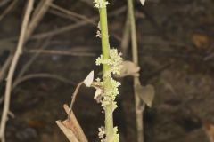 Fiveangled Dodder, Cuscuta pentagona