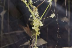 Fiveangled Dodder, Cuscuta pentagona