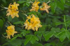 Flame Azalea, Rhododendron calendulaceum