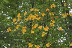 Flame Azalea, Rhododendron calendulaceum