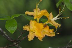 Flame Azalea, Rhododendron calendulaceum