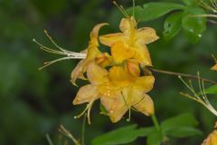 Flame Azalea, Rhododendron calendulaceum