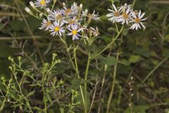 Bigleaf Aster, Eurybia macrophylla