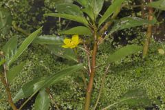 Floating Primrose-willow, Ludwigia peploides