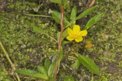 Floating Primrose-willow, Ludwigia peploides