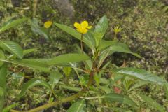 Floating Primrose-willow, Ludwigia peploides