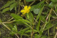 Floating Primrose-willow, Ludwigia peploides